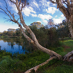 photo "The Old Tree"