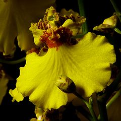 photo "Oncidium Orchid"