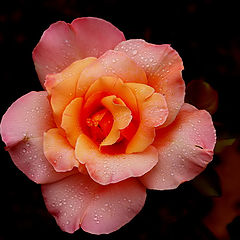 photo "" A Rose...""