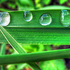 photo "Dew a day of spring"