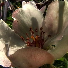 фото "Quince flower"