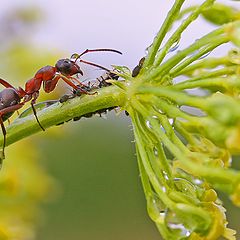 фото "путешествие муравьишки"