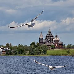 photo "gulls"