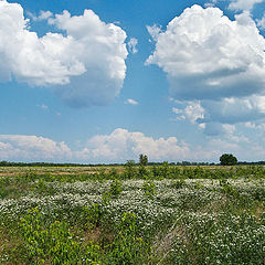 фото "Летний полдень"