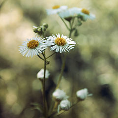 фото "Sisters"