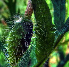 фото "Dew on Poppy"