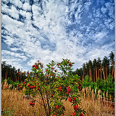 фото "Огненный кустарник"