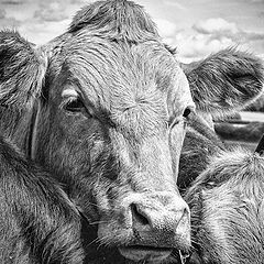 photo "A Really Nosy Cow"