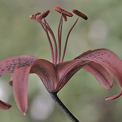 photo "The portrait of the lily"