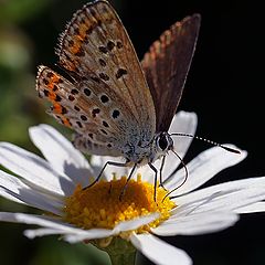 photo "бабочка-голубянка ,макро ,природа"