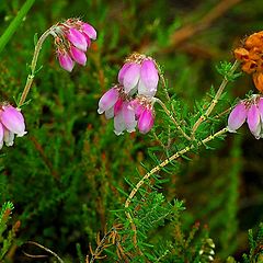 фото "Erica tetralix"