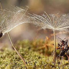 photo "муравьи"