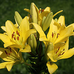 photo "Sunny bouquet"