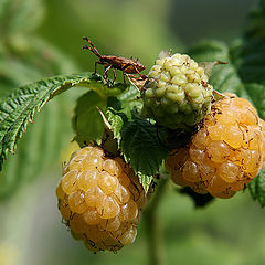 photo "Уellow raspberry"