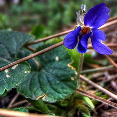 photo "Viola odorata"