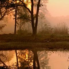 фото "good morning"