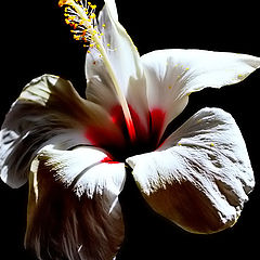 фото ""The white Hibiscus...""