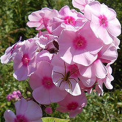 photo "A little spider on the phlox"