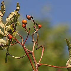 photo "Autumn will soon be..."