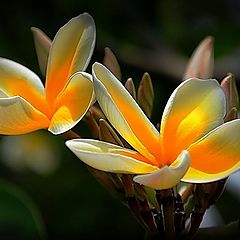 фото "Plumeria"