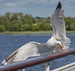 фото "сухарик"