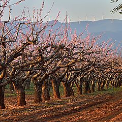 photo "Aliento de la primavera"