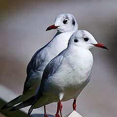 photo "Gulls"