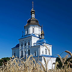 фото "Благословенные хлеба"