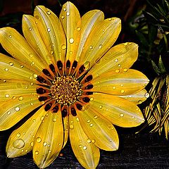 фото "Gazania"