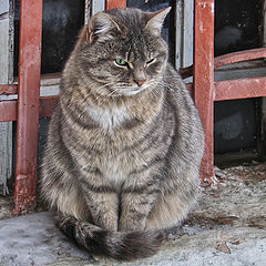 фото "с днём кошек))"