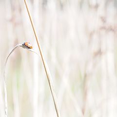 photo "Lady Bug"