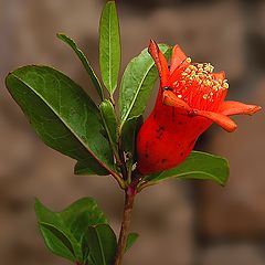 photo "Pomegranate Flower"