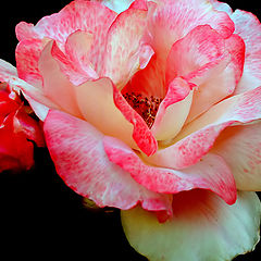 фото ""Another Rose...""