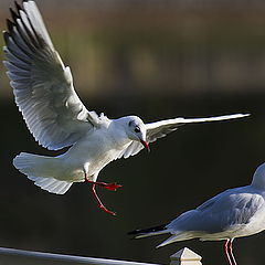 фото "Landing"