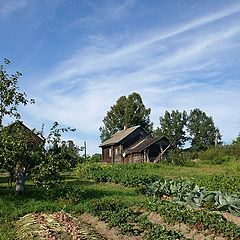 фото "лук созрел"