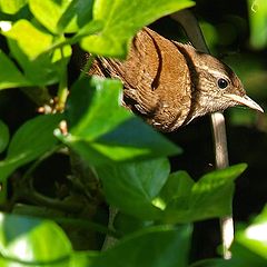 фото "The Guardian"