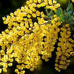 photo "The splash of yellow"