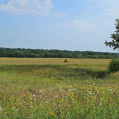 фото "Одинокая березка"