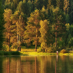 фото "Закатный лес"