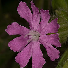 photo "silene dioica"