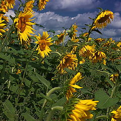 photo "Sunflowers"