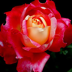 фото ""Another Rose...""