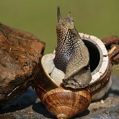 photo "The curious snail"