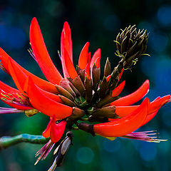 фото "Red spider"