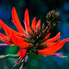 photo "Red spider"