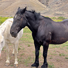photo "Two horses"