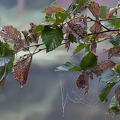 photo "before the fall"