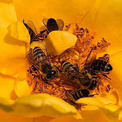 photo "Busy Bees"