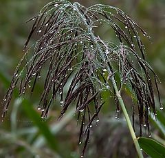 photo "after rain"