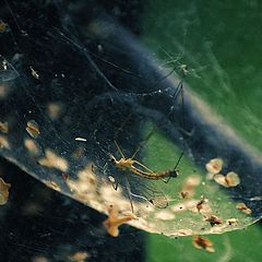 фото "Медитация насекомых"
